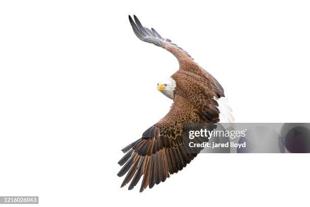 bald eagle banking against white background - 鷹 鳥 個照片及圖片檔