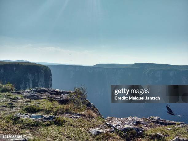 bird flying over a canyon in brazil - altiplano - fotografias e filmes do acervo