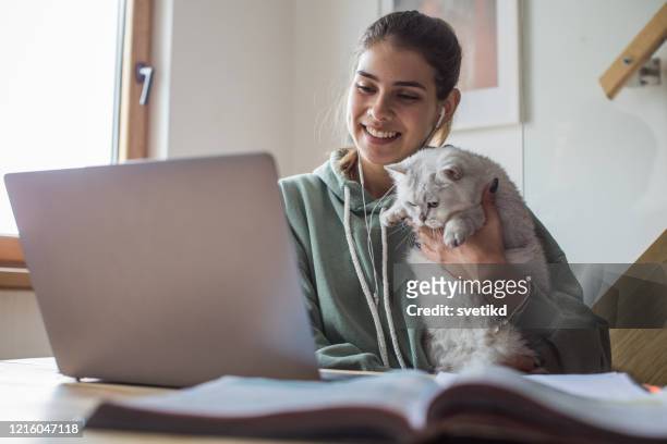 het leren van de student tijdens isolatieperiode - cat laptop stockfoto's en -beelden