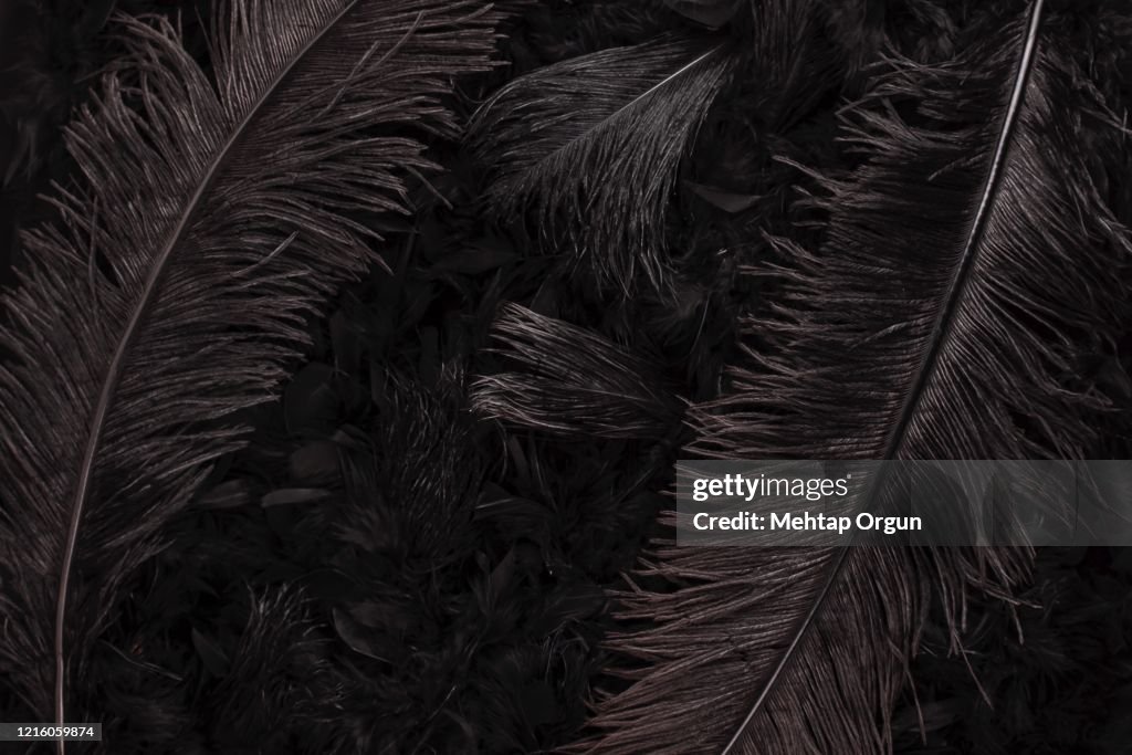 Black Swan