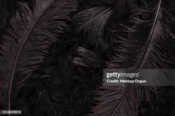 black swan - animal black background stock pictures, royalty-free photos & images