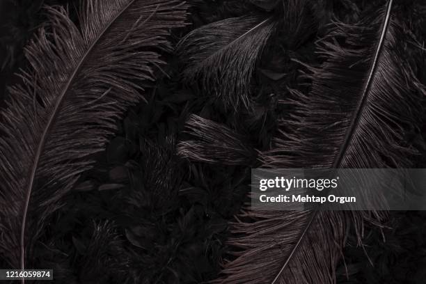 black swan - black swans stock pictures, royalty-free photos & images