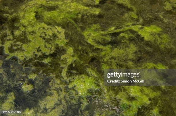 green algae on stagnant water - pântano imagens e fotografias de stock