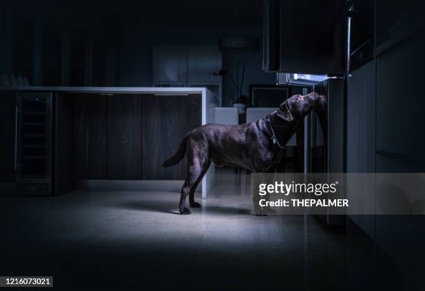 chocolate lab checking the refrigerator at night - funny fridge stock pictures, royalty-free photos & images