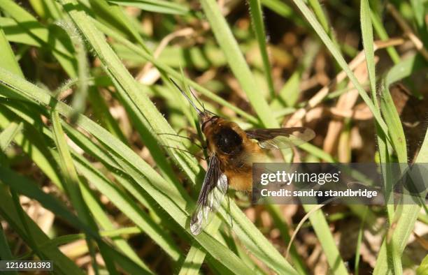 a dark-edged bee-fly, bombylius major, perching on grass in spring sunshine. - major stock pictures, royalty-free photos & images