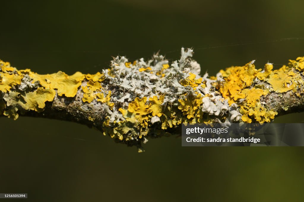 Pretty yellow and green Lichen growing on a branch of a tree in the UK in spring.