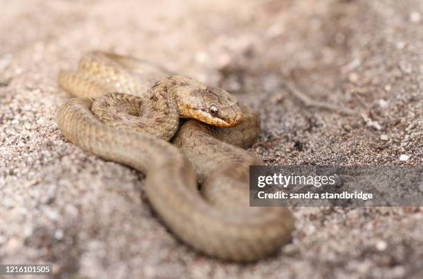 a magnificent rare smooth snake, coronella austriaca, coiled up in heathland in the uk. - coronella austriaca stock pictures, royalty-free photos & images