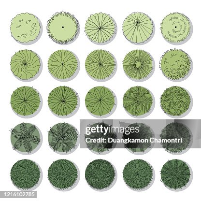 Common View Tree Plan View Tree For Landscape High-Res Vector Graphic - Getty Images
