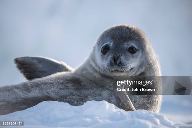 weddell seal, (leptonychotes weddellii),pup lying on ice, looking towards camera - seehundjunges stock-fotos und bilder