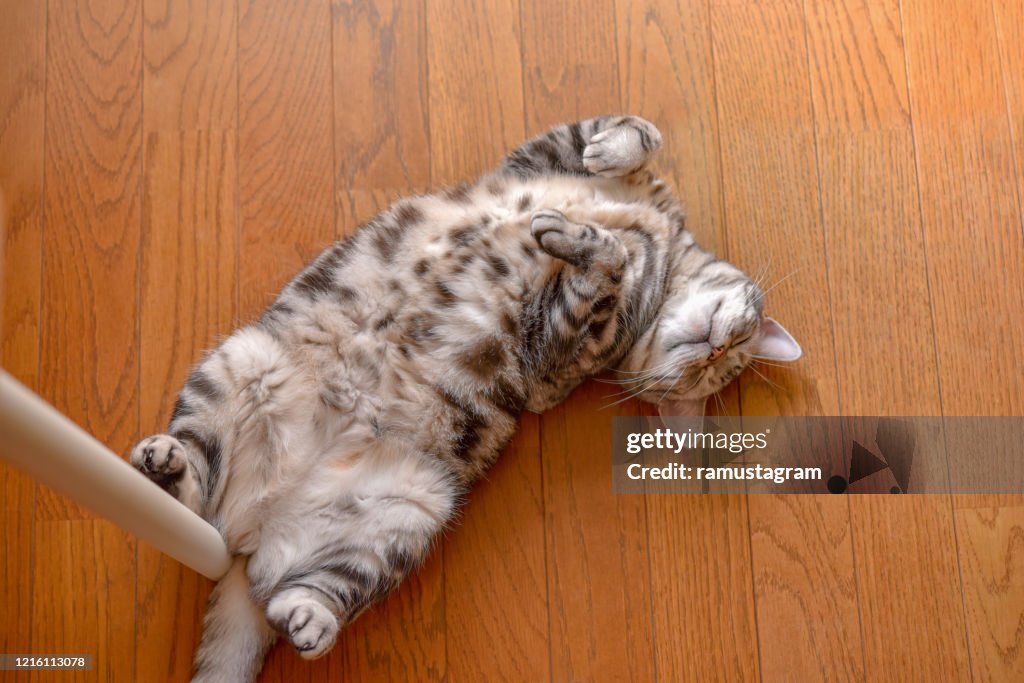 Cat lying on back