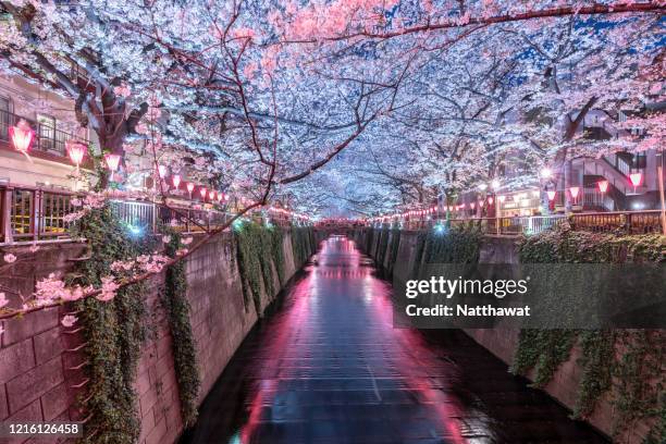 illuminated meguro river cherry blossoms promenade at dusk, tokyo, japan - hanami stockfoto's en -beelden