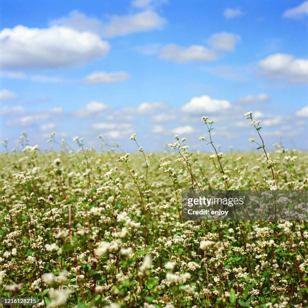 buckwheat blooms - buckwheat - fotografias e filmes do acervo