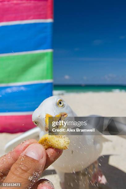 porthmeor beach - seagull food stock pictures, royalty-free photos & images