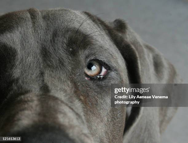 great dane face - great dane stock pictures, royalty-free photos & images