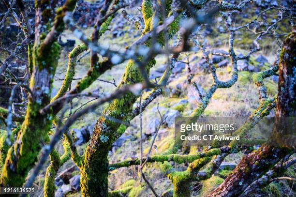 moss covered tree at sunrise - lachen stock pictures, royalty-free photos & images