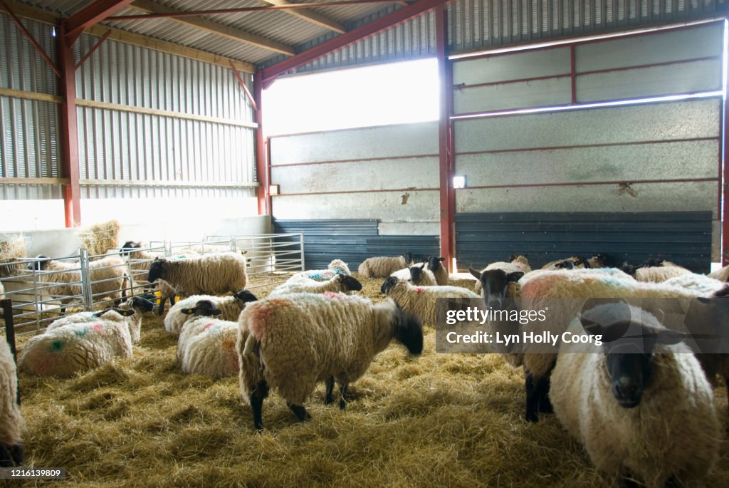 Sheep in barn with hay