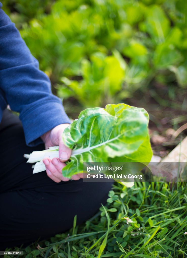 Woman's hand holding Swiss chard
