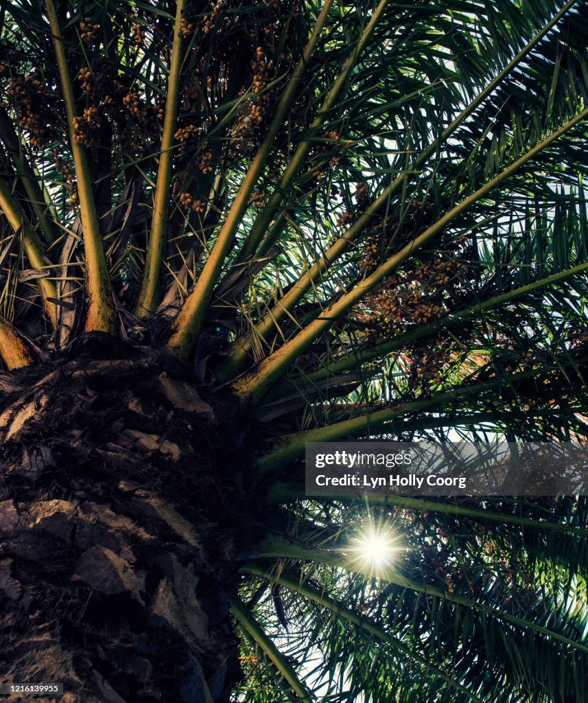 Palm fronds seen from below and defocussed light