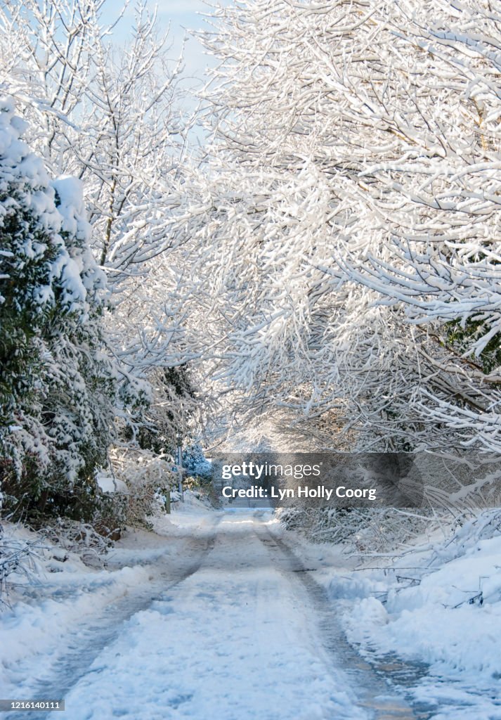 Snowy path with tree canopy