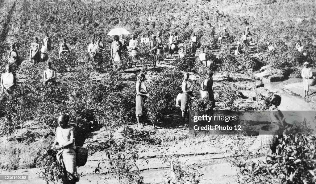 Indian tea planation during British colonial rule.