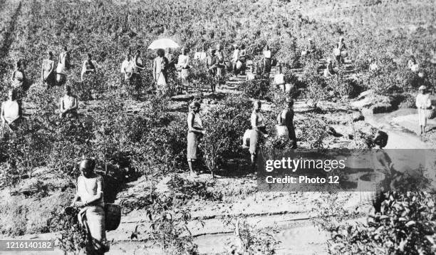 Indian tea planation during British colonial rule 1928.