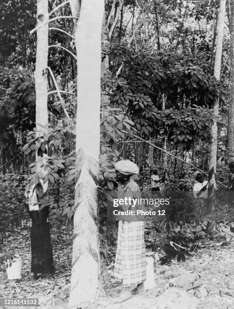 Photographic print of a woman gathering rubber sap from trees in Java, Indonesia. Dated 1913.