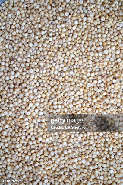 sorghum grains seeds, grains background texture. - durra bildbanksfoton och bilder