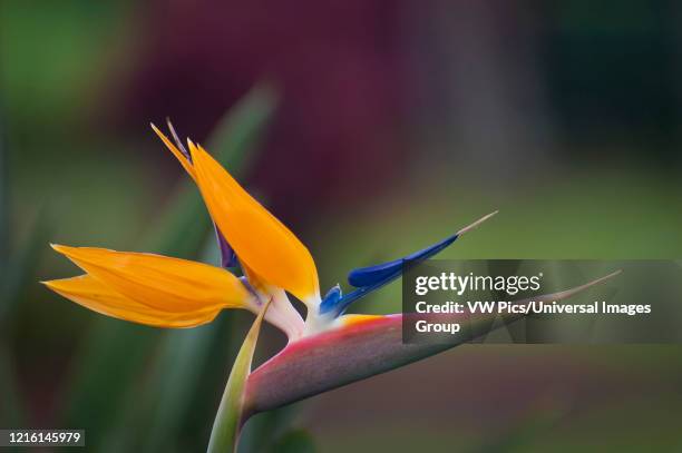 bird of paradise flower - hotel hana maui stock pictures, royalty-free photos & images