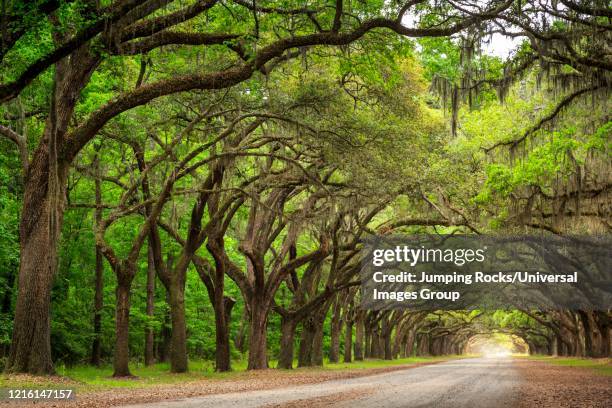 the one mile live oak lined road at wormsloe plantation, savannah, georgia - wormsloe plantation stock pictures, royalty-free photos & images