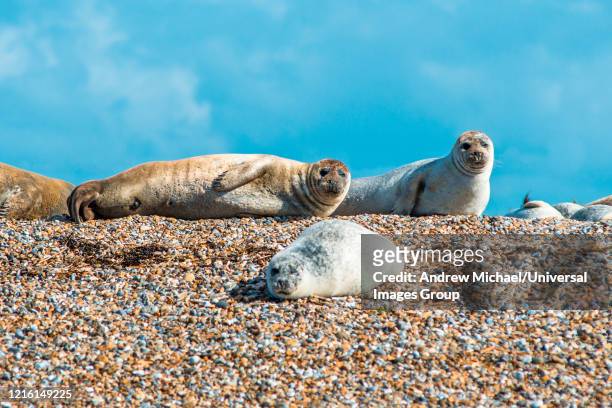 grey and common or harbor seals, phoca vitulina, on beach at blakeney point norfolk england uk - blakeney imagens e fotografias de stock