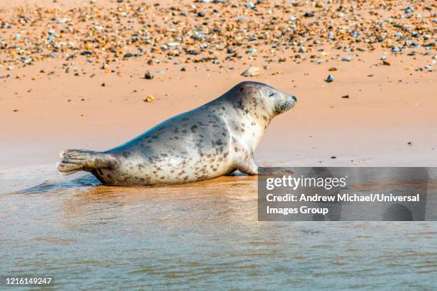 grey and common or harbor seals, phoca vitulina, on beach at blakeney point norfolk england uk - blakeney imagens e fotografias de stock