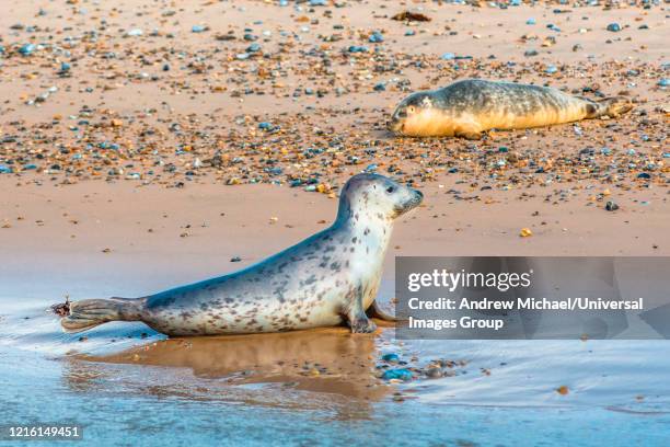 grey and common or harbor seals, phoca vitulina, on beach at blakeney point norfolk england uk - blakeney stock pictures, royalty-free photos & images