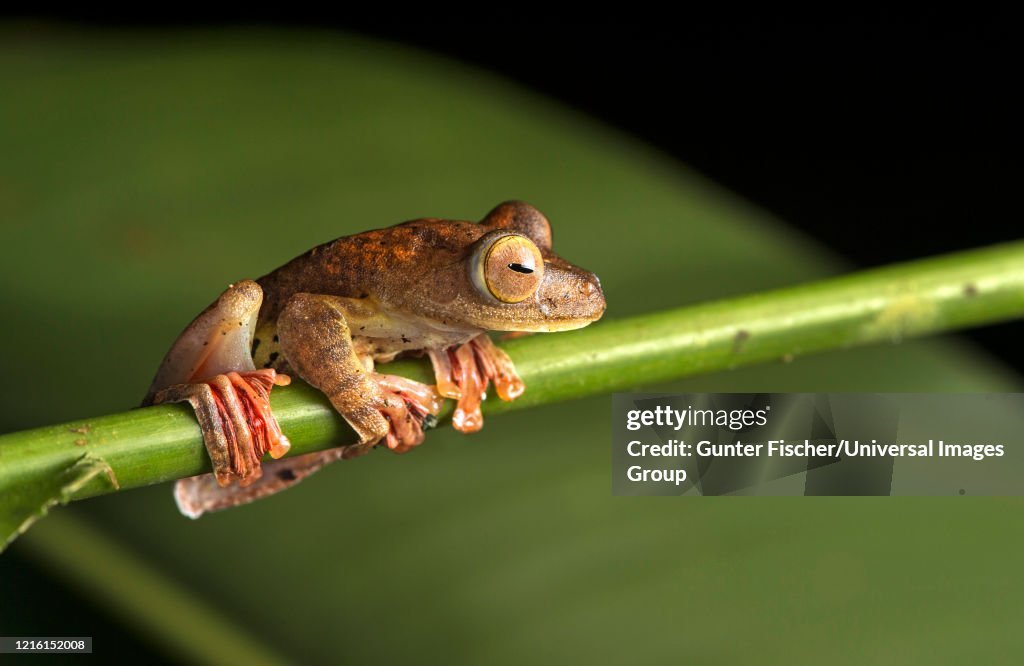 Harlequin Gliding Tree Frog, Rhacophorus pardalis, large webbed feet allow the frog to glide long distances through the air, Danum Valley Conservation Area, Sabah, Borneo, Malaysia