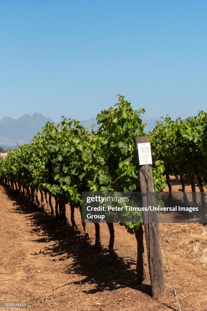 Grapes on vines in the Durbanville