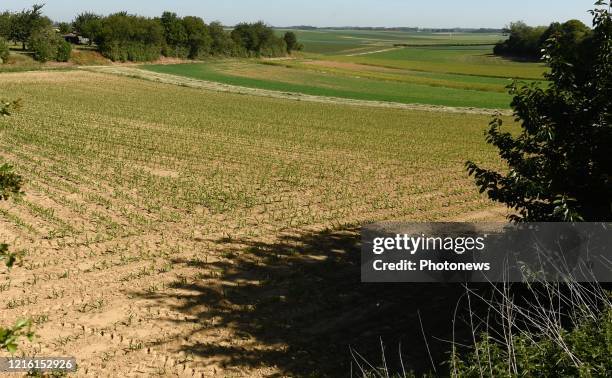 Droogte in Limburg - Sécheresse au Limbourg Lauwe pict. By Bert Van den Broucke © Photo News via Getty Images)