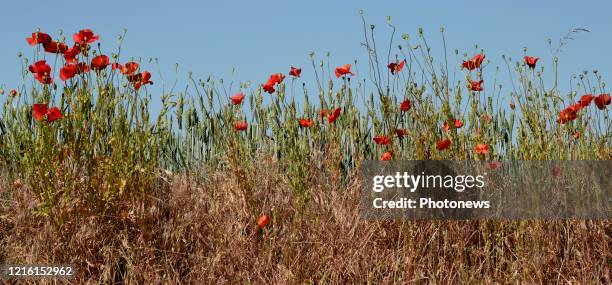 Droogte in Limburg - Sécheresse au Limbourg Lauwe pict. By Bert Van den Broucke © Photo News via Getty Images)