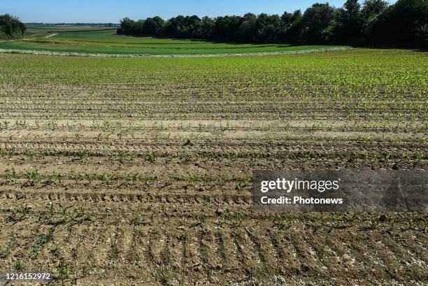 Droogte in Limburg - Sécheresse au Limbourg Lauwe pict. By Bert Van den Broucke © Photo News via Getty Images)