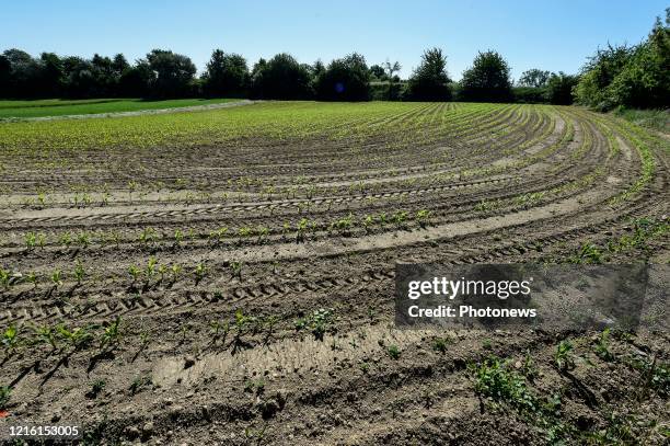 Droogte in Limburg - Sécheresse au Limbourg Lauwe pict. By Bert Van den Broucke © Photo News via Getty Images)