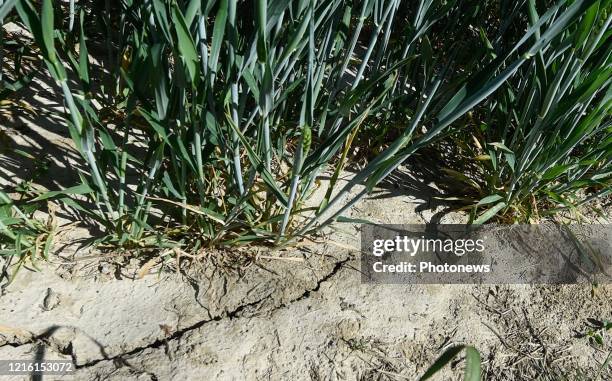 Droogte in Limburg - Sécheresse au Limbourg Lauwe pict. By Bert Van den Broucke © Photo News via Getty Images)