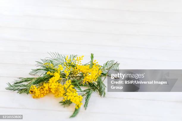 spring flowers. bouquet of mimosa flowers isolated on white top view. copy space - texture vegetal stock pictures, royalty-free photos & images