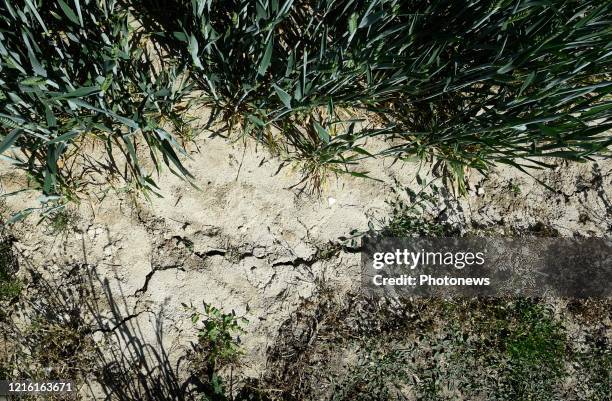 Droogte in Limburg - Sécheresse au Limbourg Lauwe pict. By Bert Van den Broucke © Photo News via Getty Images)