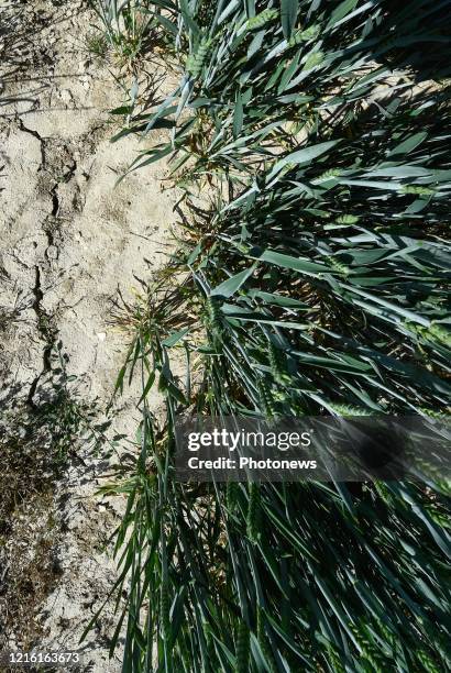 Droogte in Limburg - Sécheresse au Limbourg Lauwe pict. By Bert Van den Broucke © Photo News via Getty Images)