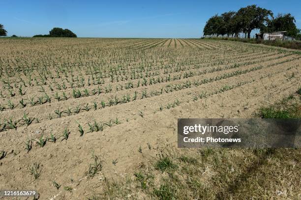 Droogte in Limburg - Sécheresse au Limbourg Lauwe pict. By Bert Van den Broucke © Photo News via Getty Images)