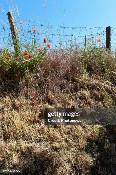 Droogte in Limburg - Sécheresse au Limbourg Lauwe pict. By Bert Van den Broucke © Photo News via Getty Images)