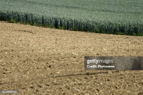 Droogte in Limburg - Sécheresse au Limbourg Lauwe pict. By Bert Van den Broucke © Photo News via Getty Images)