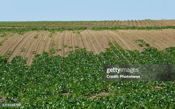 Droogte in Limburg - Sécheresse au Limbourg Lauwe pict. By Bert Van den Broucke © Photo News via Getty Images)