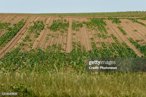 Droogte in Limburg - Sécheresse au Limbourg Lauwe pict. By Bert Van den Broucke © Photo News via Getty Images)