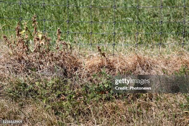 Droogte in Limburg - Sécheresse au Limbourg Lauwe pict. By Bert Van den Broucke © Photo News via Getty Images)