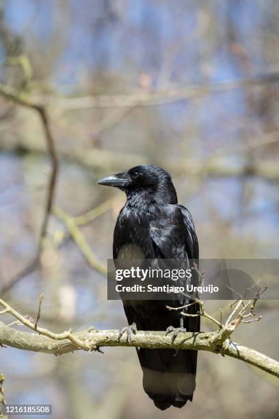 carrion crow (corvus corone) perched on a branch - dead raven stock pictures, royalty-free photos & images