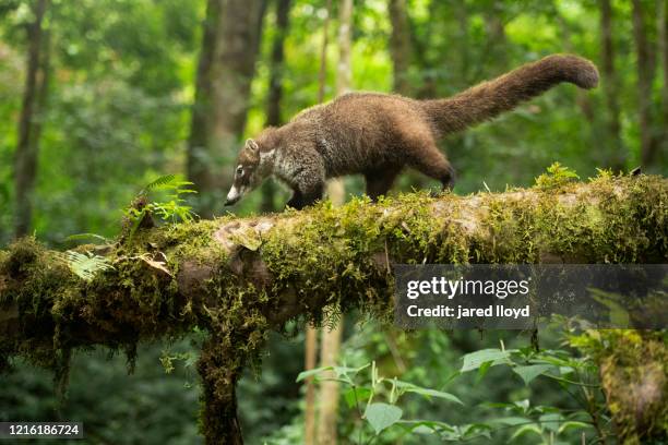 coati walking across fallen log - coati stock-fotos und bilder